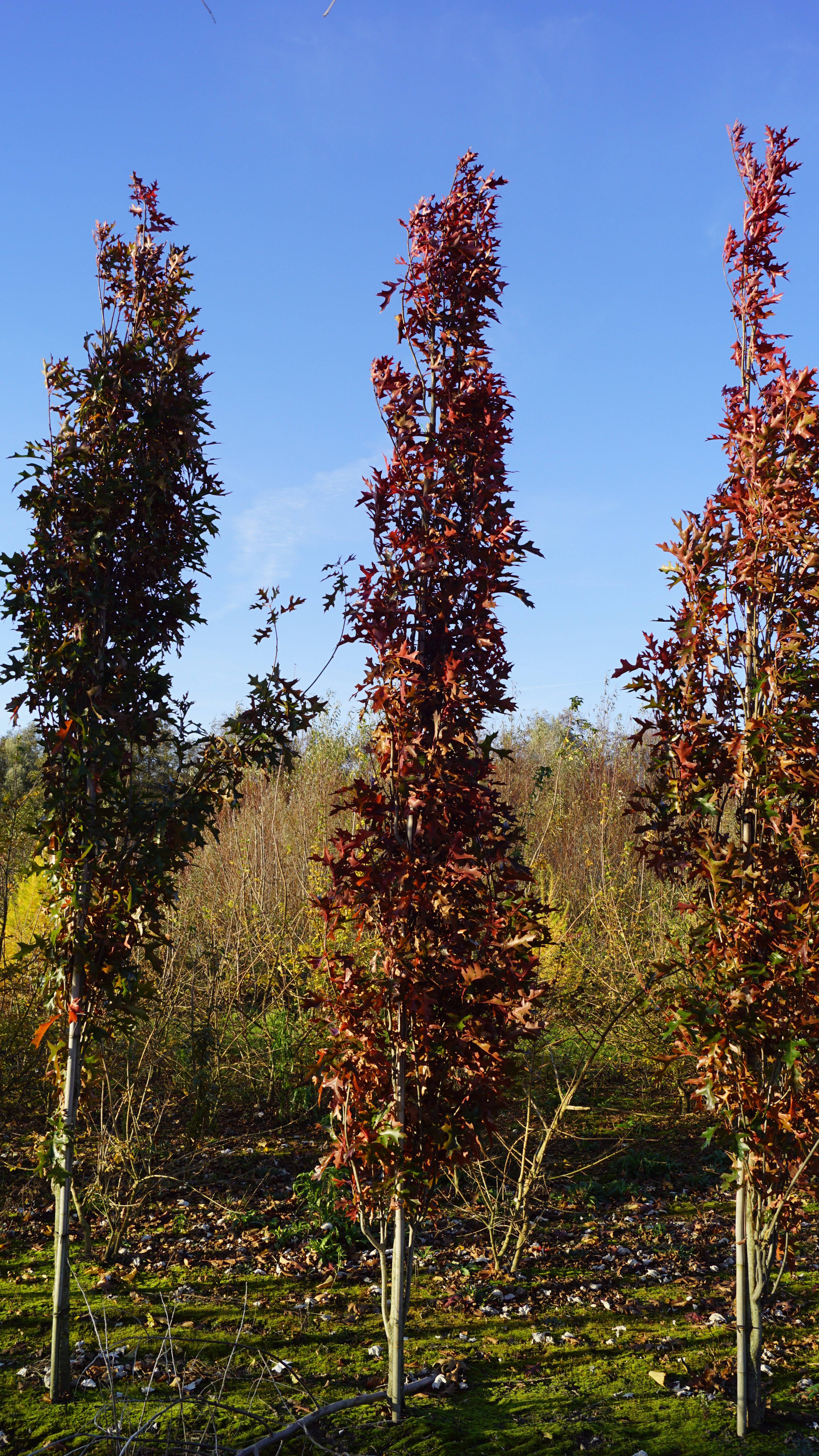 Quercus palustris 'Pringreen' (4)